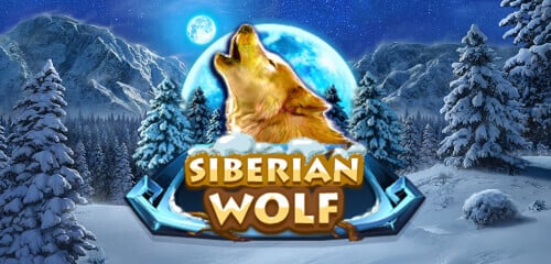 Play Siberian Wolf at ICE36 Casino