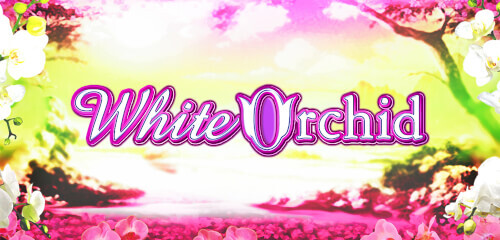 Play White Orchid at ICE36 Casino