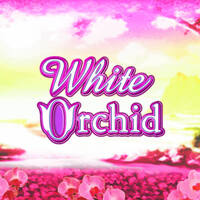 White Orchid