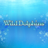 Wild Dolphins