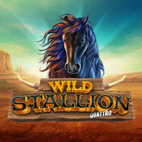 Wild Stallion