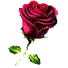 El Torero - Rose