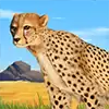 Stampede - Cheetah