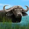 Stampede - Wildebeest