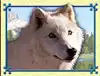 Wolf Run Slot - White Wolf Symbol