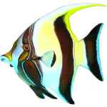 Splashtastic! - Angel Fish Symbol