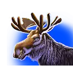 Moose