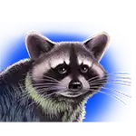 Raccoon