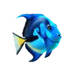 Blue fish