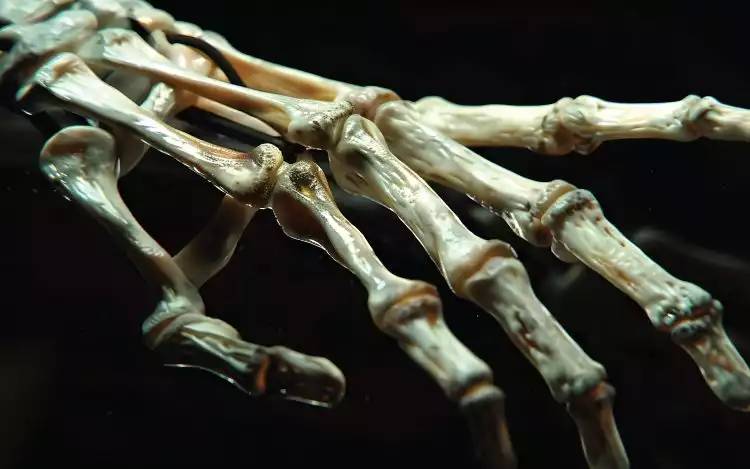 Bones