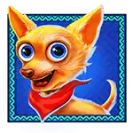 Chilli_Heat_Chihuahua_Dog