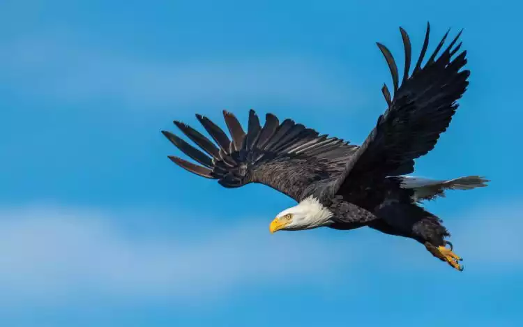 Eagles