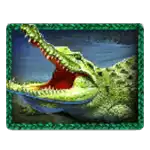 Crocodile