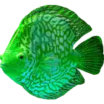 Splashtastic! - Green Fish Symbol