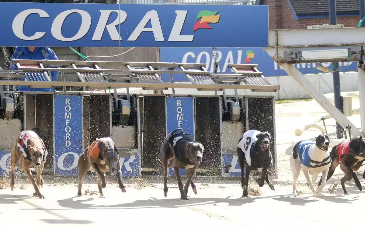 Scotland Moves To Ban Greyhound Racing