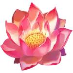 Lotus Flower