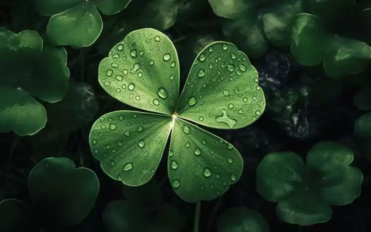 Luck be a Lady