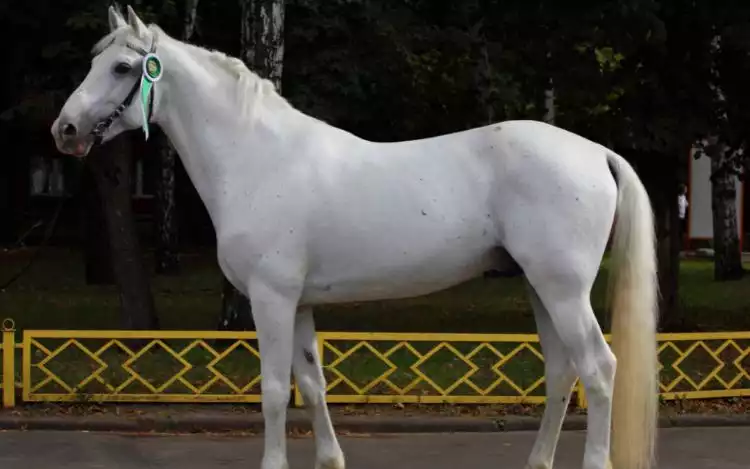 A White Orlov Trotter