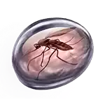 Raging Rex - Mosquito