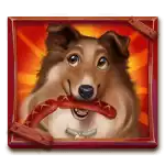 Rough Collie