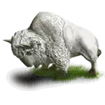 Shamans Dream White Buffalo Symbol