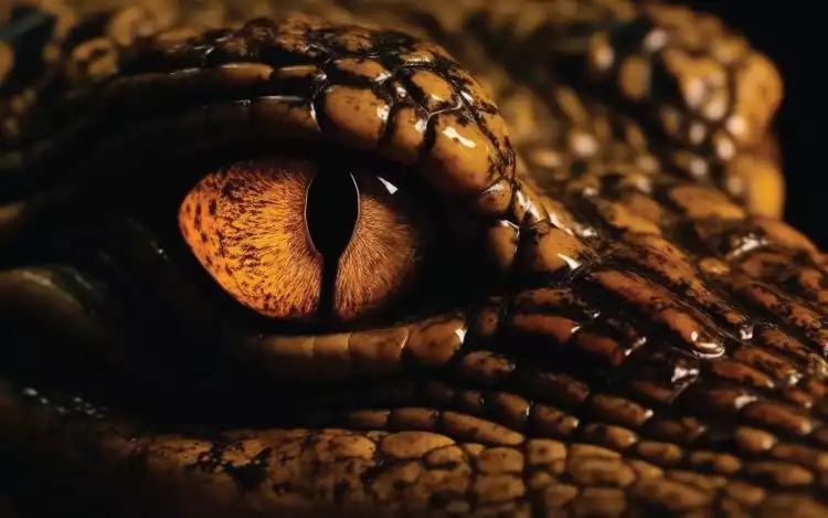 Snake Eyes