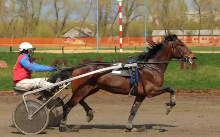 An American Standardbred with a jockey