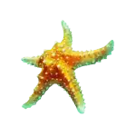 Starfish
