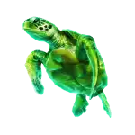 Turtle