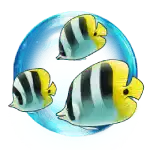 White and Yellow Fish