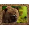 Jungle Spirit - Bear Symbol