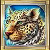 Cats - Leopard Symbol