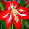 Amazon Wild Slot - Red Flower Symbol