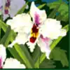 Amazon Wild Slot - White Flower Symbol