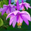 Amazon Wild Slot - Pink Flower Symbol