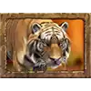 Jungle Spirit -  Tiger Symbol