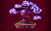 Wishing You Fortune - Bonsai Symbol