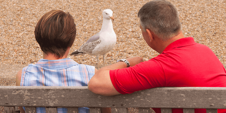 Seagull-1200x600.png