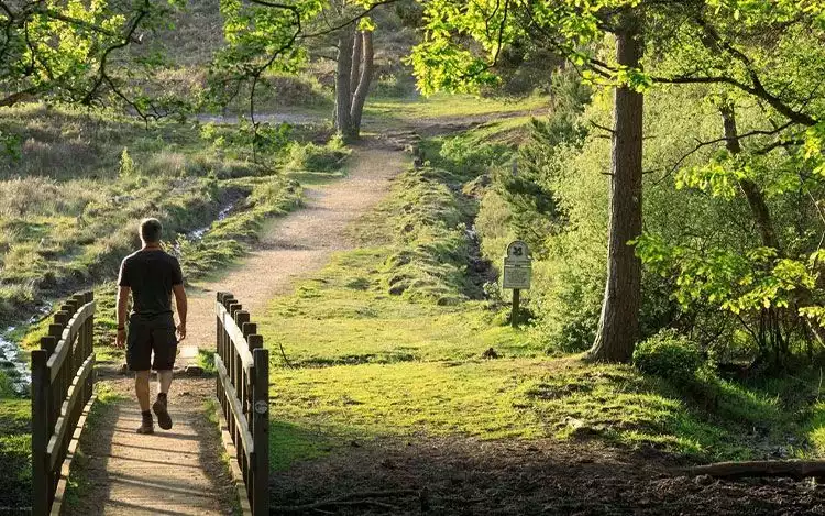 Hampshire's New Forest greenery