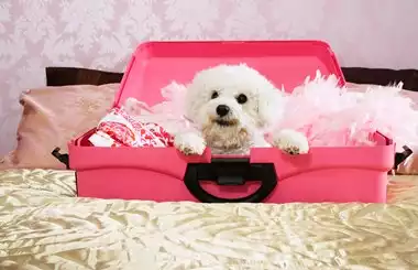 Best Dog-Friendly Hotels UK