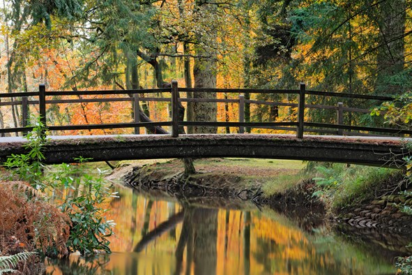 12 Luxury New Forest Hotels You Have To Stay At