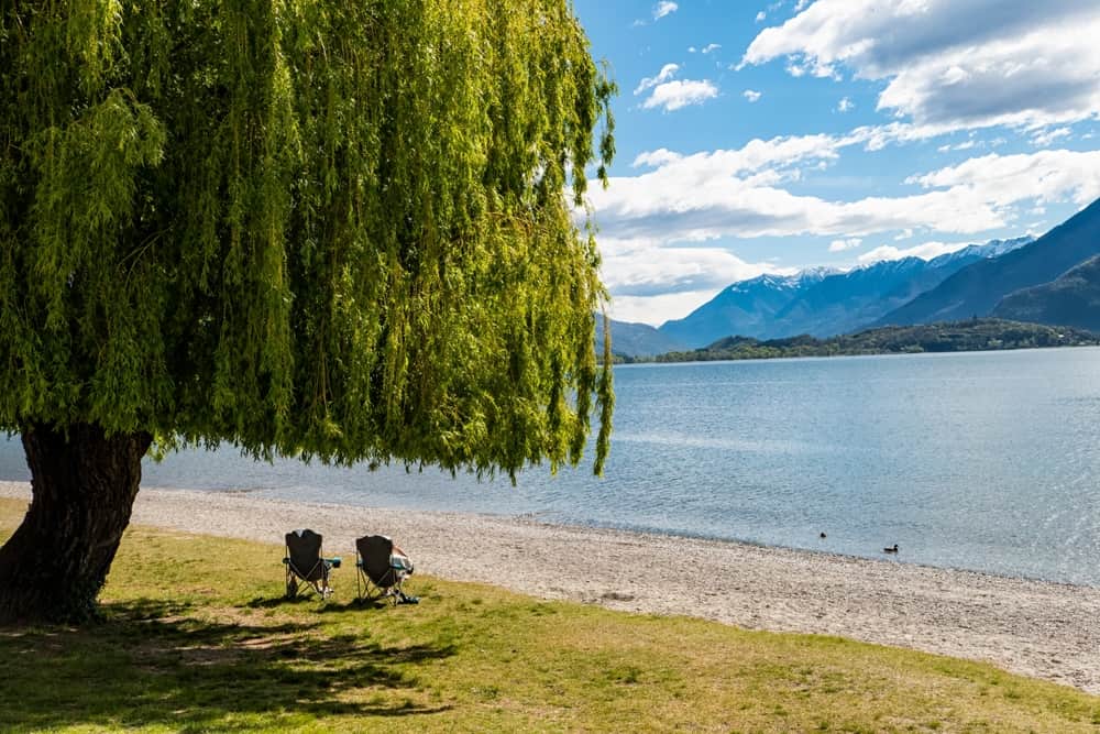 Big tree with two chairs underneath and mountains in the background on a beach in Lake Como