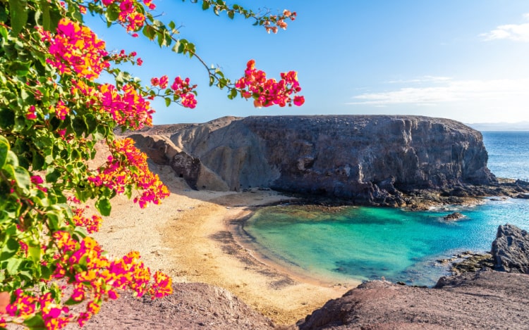 Green leaves and bright pink flowers take up the left of the image. The rest of the image is of a sandy beach, grey cliff and a turquoise sea under clear blue sky