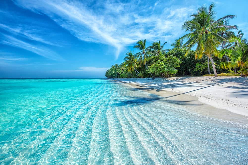 Clear blue water next to a beach with bright green palm trees