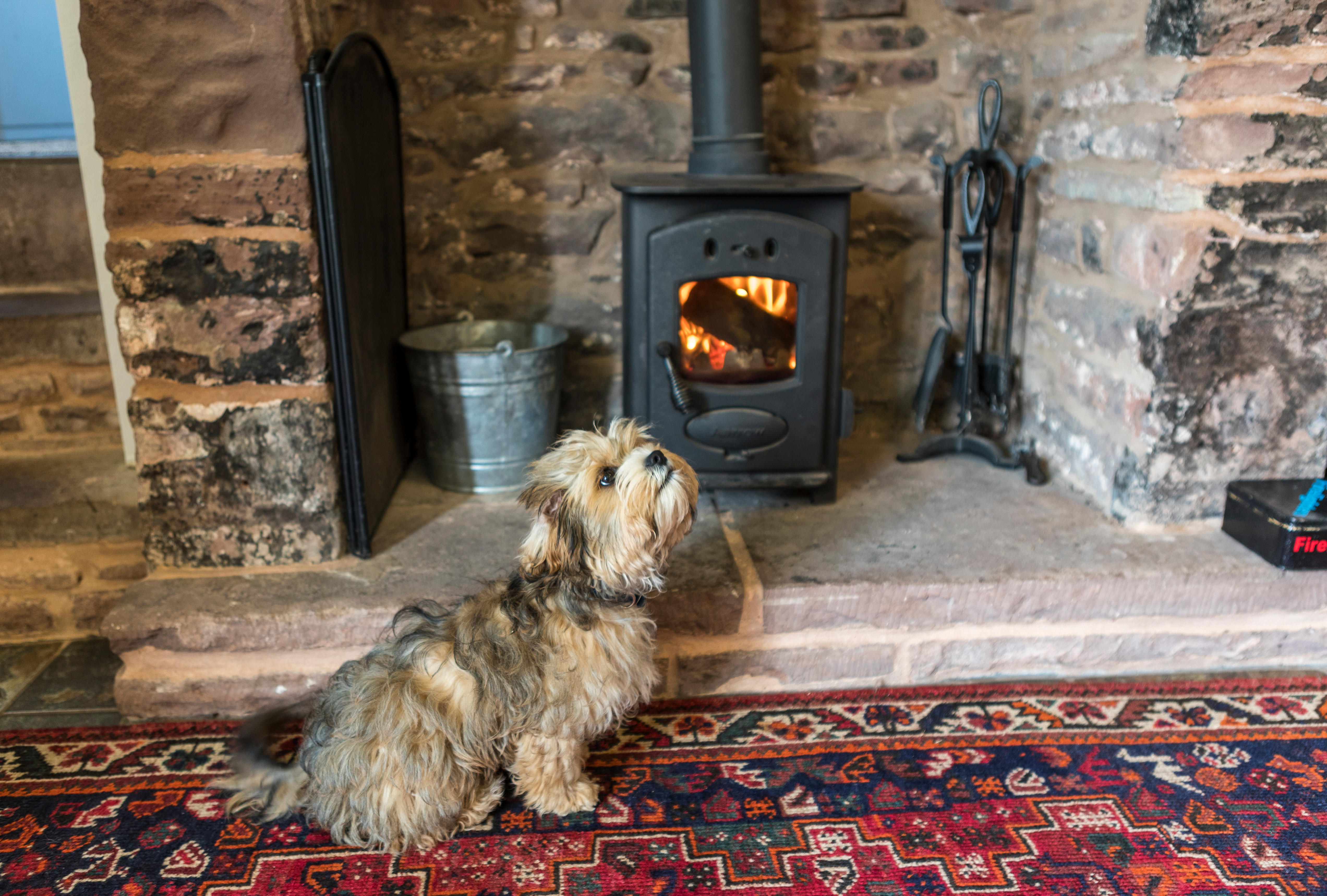 11 Of The Best Luxury Dog-Friendly Cottages In Cornwall