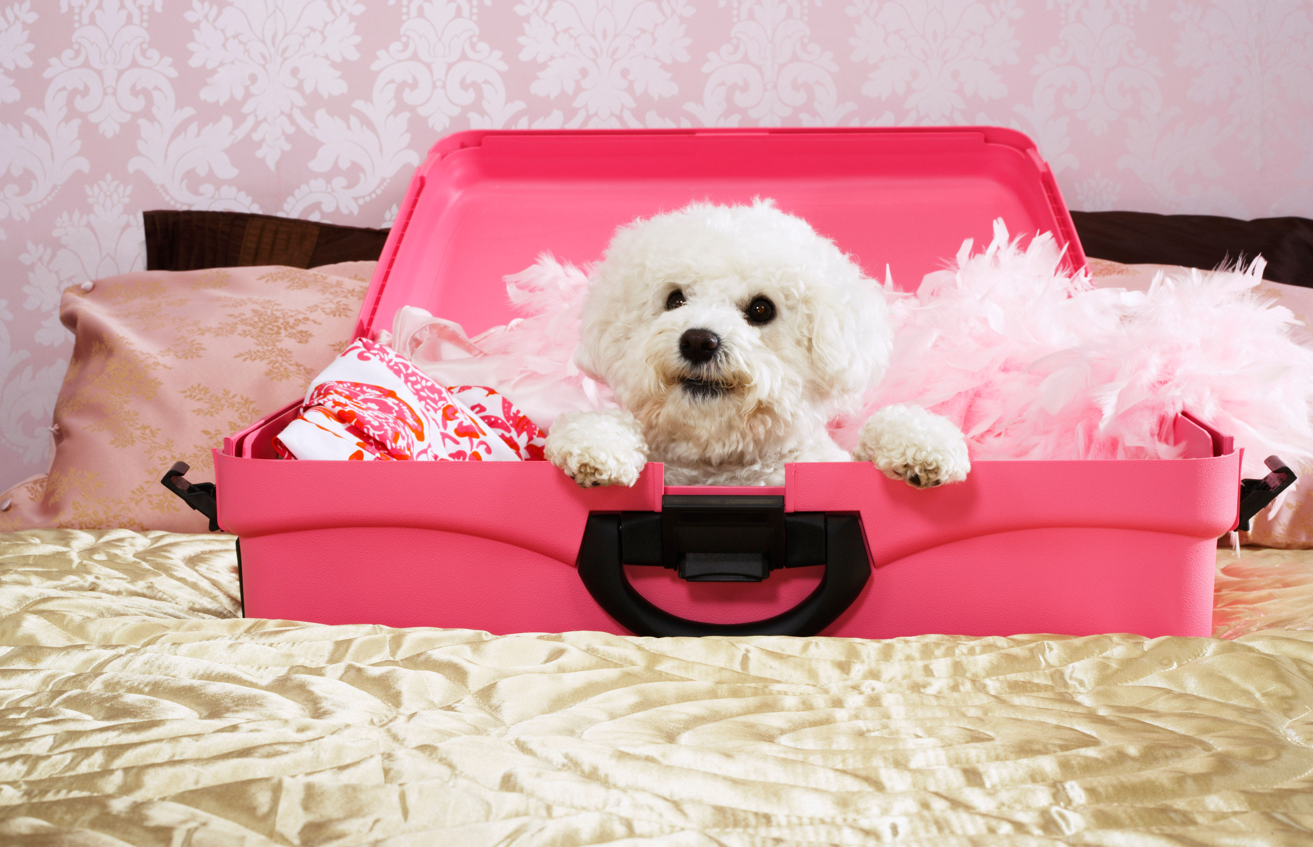 The Best Luxury Dog-Friendly Hotels The UK Has To Offer!