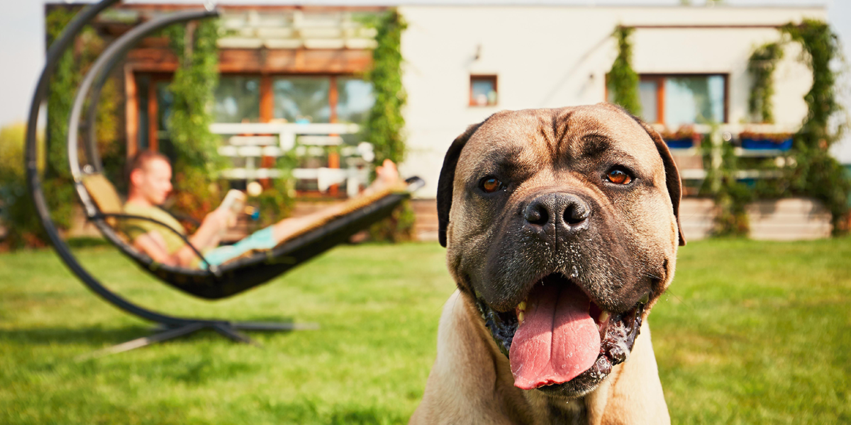 The Best Dog-Friendly Luxury Log Cabins In The UK