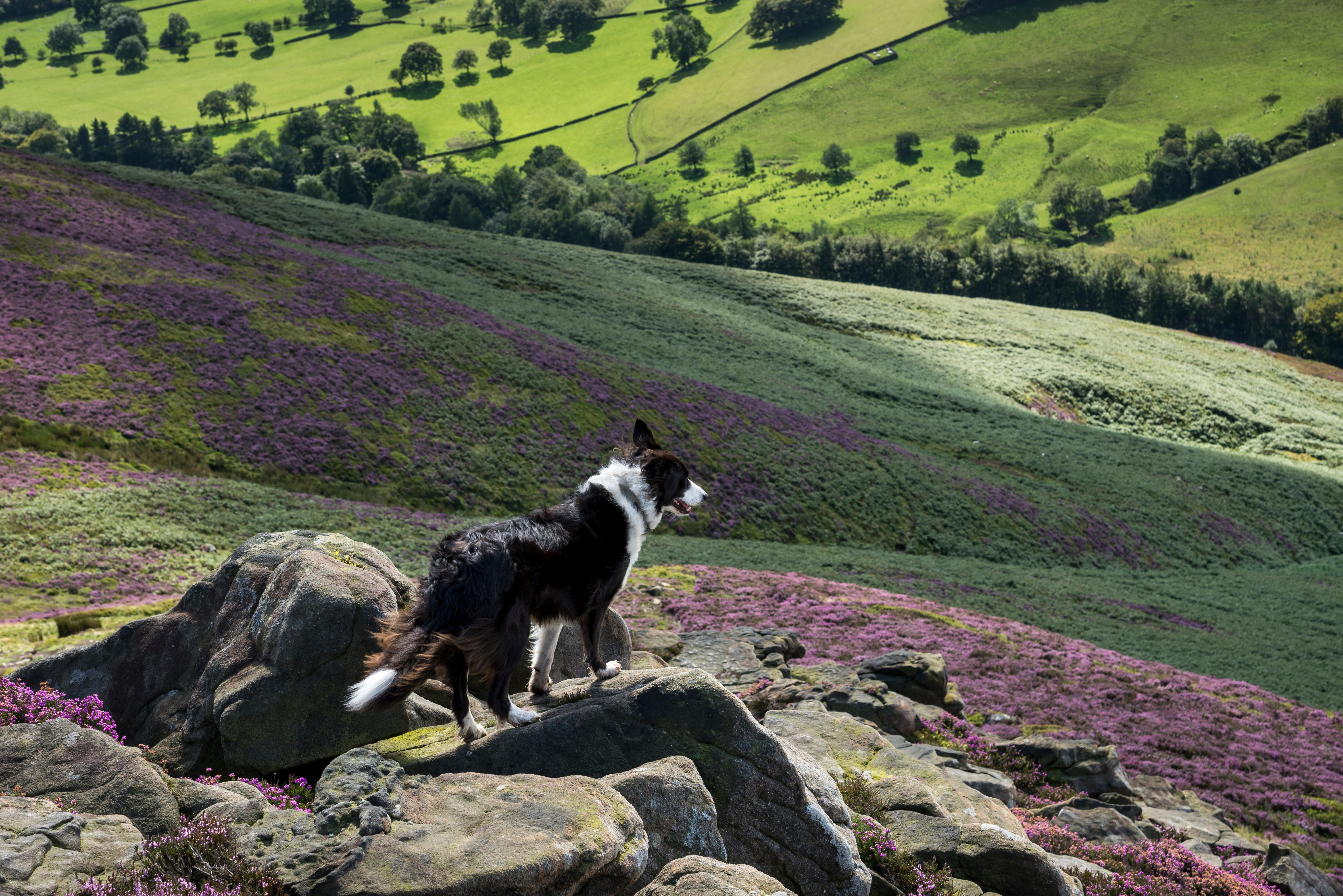 Dog-Friendly Cottages Peak District