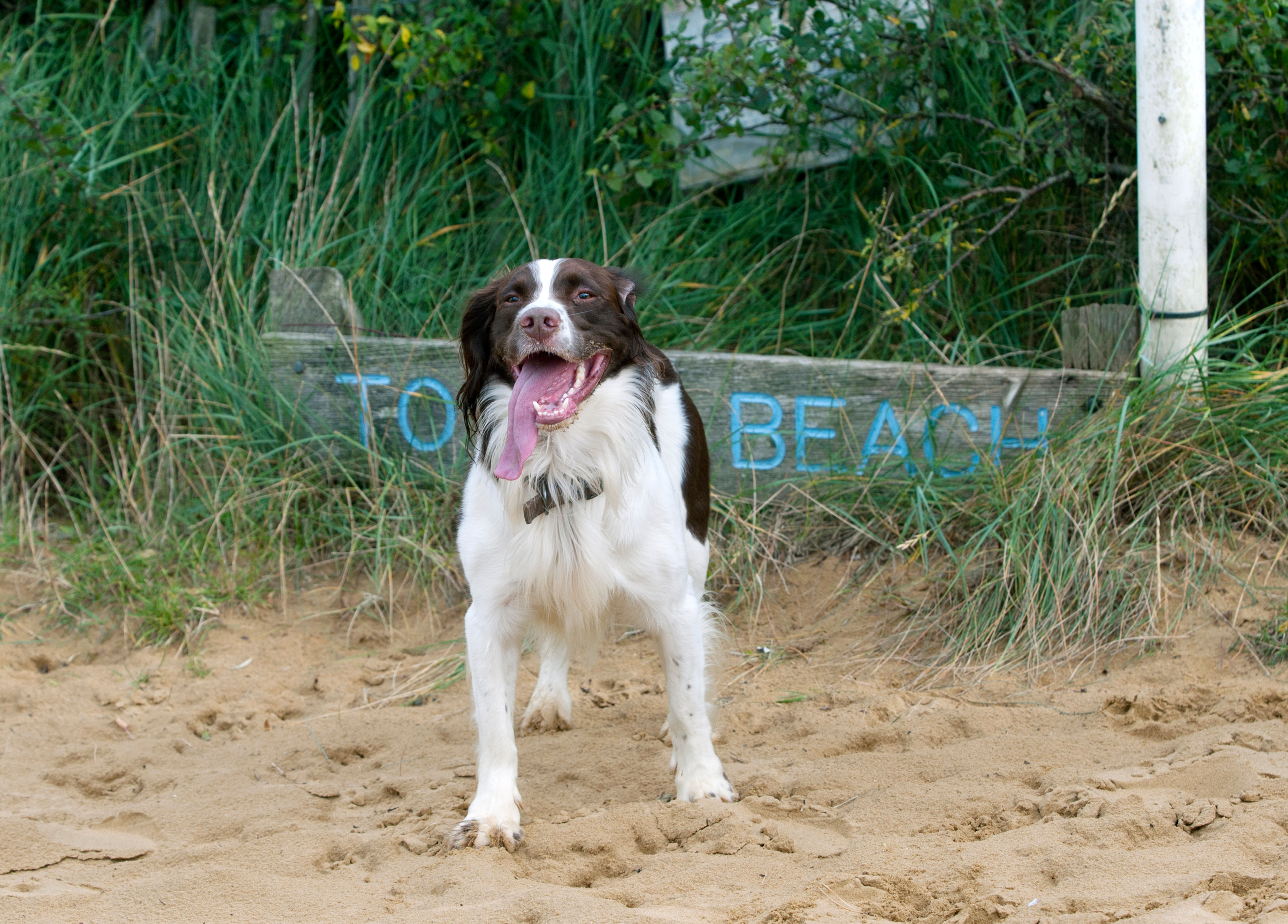 The Best Dog-Friendly Holidays The UK Has To Offer