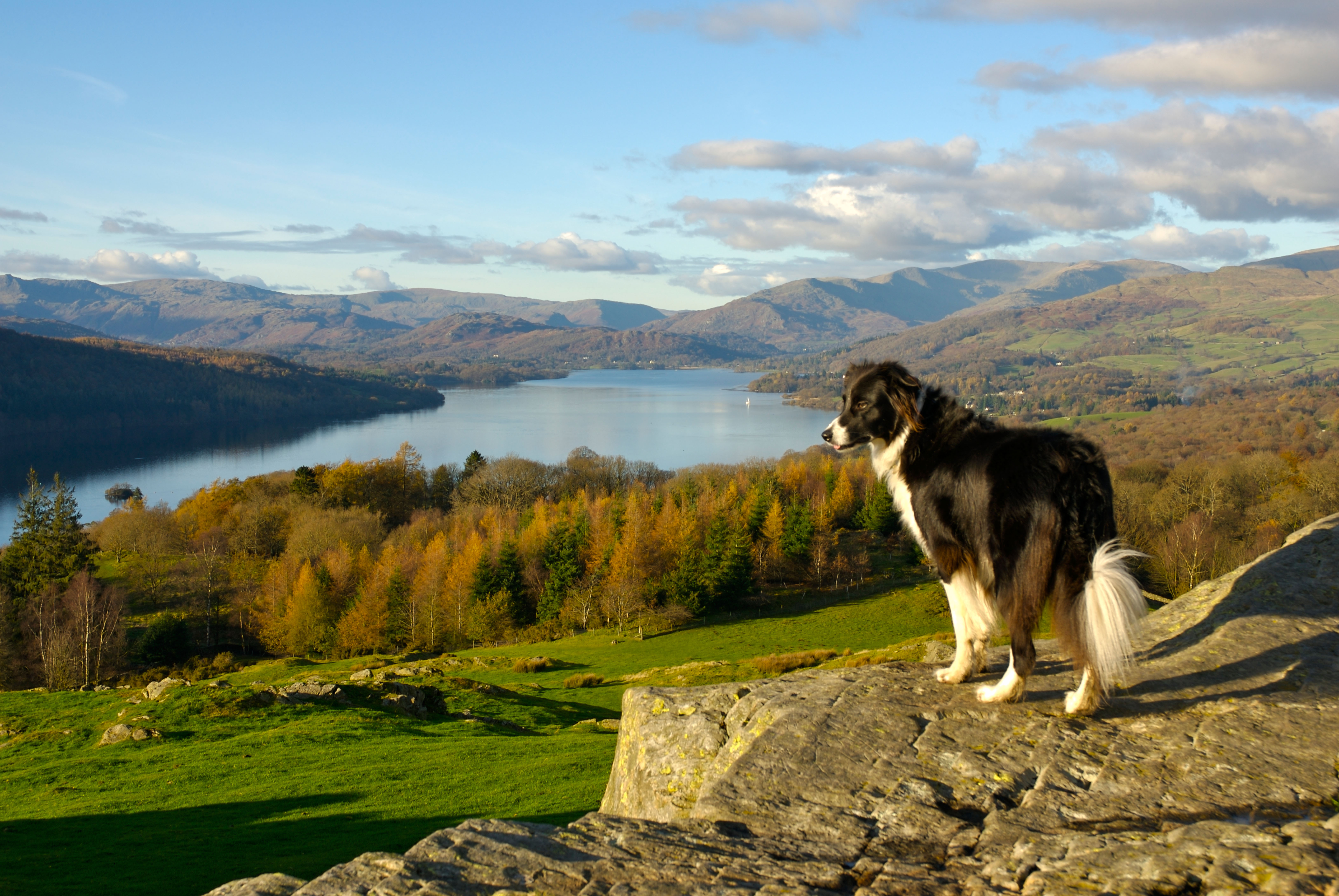 Canine cottages lake sales district
